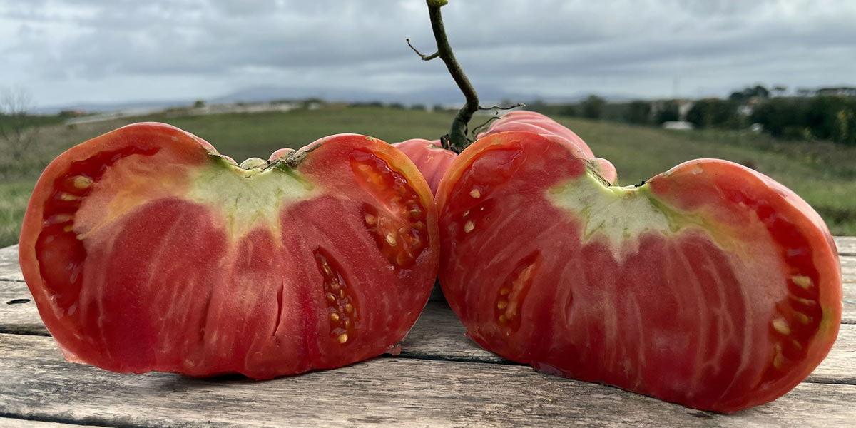 Il pomodoro Pantano di Ardea rivive grazie ai Cercatori di Semi